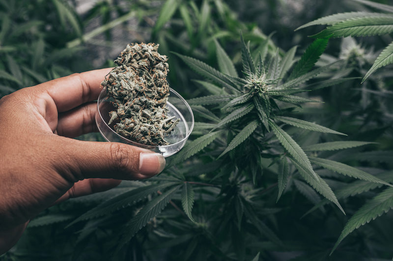 Cultivating Growth: Strategies for Developing Your Cannabis Business Plan