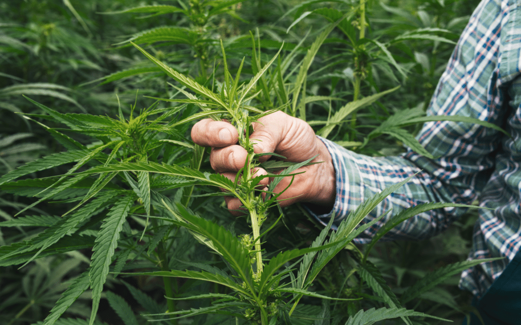 Why Formulation Matters As Much As The Hemp Source?
